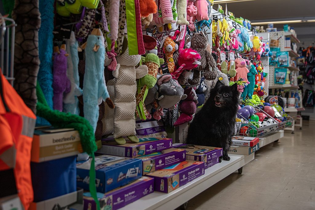 Koira ja leluja esim. pehmoleluja ja aktivointileluja